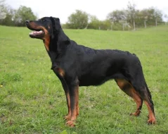 Beauceron štěňátko s PP